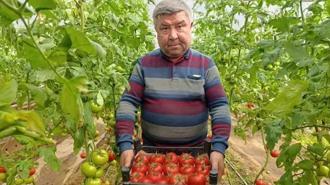 Büyük ilgi görüyor! Eynal domatesi: Simav'da yetişiyor 'coğrafi işaretli'