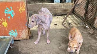 Finike’de barınak görüntüleri tepki çekti! Savcılık harekete geçti