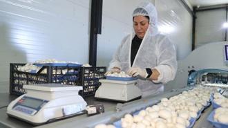 Devlet desteğiyle başladığı işte 60 ton üretim yapıyor: 'Bulunmaz bir nimet'