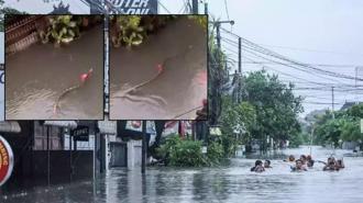 Turizm cennetinde korku dolu anlar! Sel sularının arasında devasa yılan görüntülendi