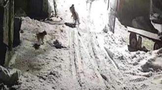 Kars’ta şoke eden olay! Köye inen kurtlar tarafından alınıp götürüldü