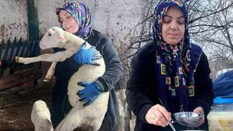 Şehir hayatını terk edip çiftlik kurdu! 'Peynir ilk başta olmuyor, yoğurt tutmuyor ama pes etmedim'