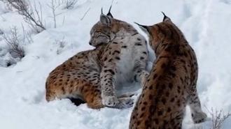 Yer: Erzincan! Görüntülendiklerini fark edince koşarak uzaklaştılar