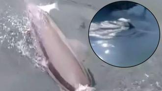 Bandırma’da ortaya çıktı! Suyun üstünde beliren sırtı şaşkına çevirdi: ‘Ne arıyorsun burada’