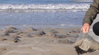 Binlercesi bir anda ortaya çıktı, kıyıyı sardı! Mersin'de şaşkına çeviren görüntü
