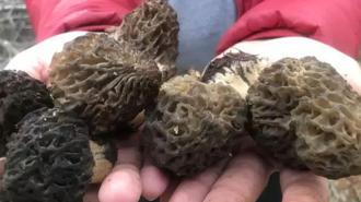 Nadir bulunuyor! Dağlardan toplayıp kilosunu 1.500 TL'den satıyorlar