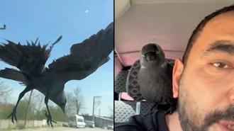 Düzce’de ilginç anlar! Hareket halindeki otomobile konan karga, sürücünün omzuna kadar geldi
