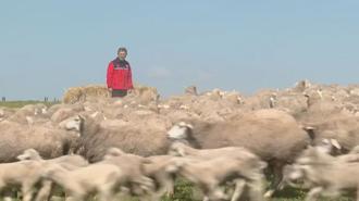 Bakan Yumaklı: Anadolu'yu küçükbaş hayvancılığın merkezi haline getirmeye devam edeceğiz