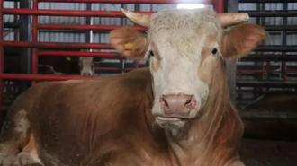 1,5 tonluk dev tosun! İstenilen ücret dikkat çekti