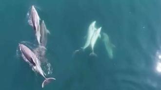 Sahildeki vatandaşlar şaşkına döndü: Öğle saatinde kıyıya kadar geldiler