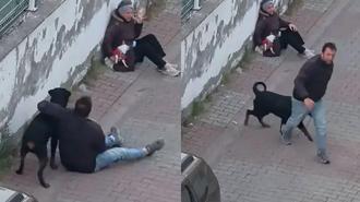 Ümraniye’de ağızlıksız gezdirilen rottweiler, küçük ırk köpeğe saldırdı!
