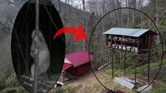Yer: Rize! Defalarca denedi başarılı olamadı: ‘10 gündür ara ara ziyaret ediyor’