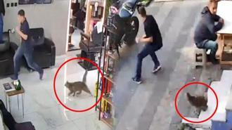Müşteriler kaçtı, kedi kovaladı! Ortalık bir anda karıştı