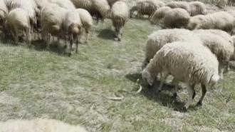 Sürüye böyle saldırdı! Etrafını saran çoban köpekleri...