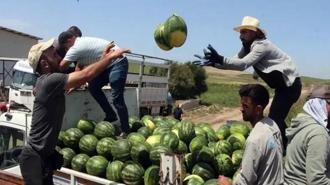 Adana'da sezonun ilk karpuz hasadı başladı: Kilosu 25 TL!
