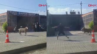 Sahibinin elinden kaçan kurbanlık koç, zor anlar yaşattı