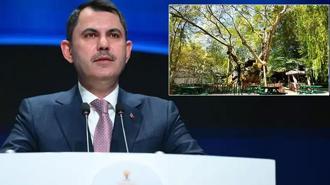 Bakan Kurum, koruma altına alınan 854 yaşındaki anıt ağacın hikayesini paylaştı