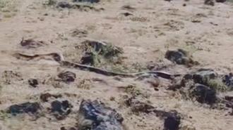 Diyarbakır’da yaklaşık 3 metre uzunluğunda yılan görüntülendi