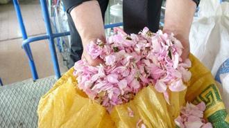 Isparta'nın pembe hazinesi: 4 ton gülden elde edilen yağın kilosu 640 bin liraya satışa çıkarıldı