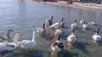 Şartlı tahliye edilmişlerdi! Erdek'in ünlü kazları bu kez yürekleri ısıttı