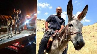 Kadife'nin başına gelenler sosyal medyayı salladı: Bir daha böyle bir eşek bulamayız
