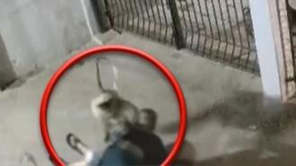 Saldırgan maymun kadını böyle öldürdü
