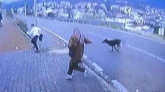 Bursa'da köpek dehşeti! Kaçmaya çalışan çocuk bacağını kırdı