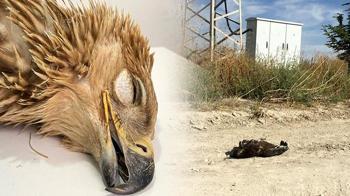 Konya ve Ankara'daki yırtıcı kuş ölümleriyle ilgili flaş uyarı! Hepimizi etkileyecek