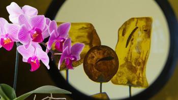 Bir kehribarın içine gizlendi, her yere girdi! 100 milyon yıllık orkide sırrı