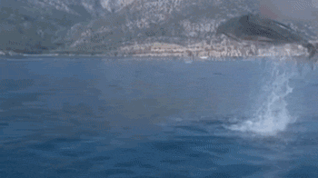 Yaptıklarını görünce hemen kayda aldılar! Yunus balığı...