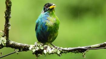 Kolombiya'da tespit edildi! Yarı dişi, yarı erkek kuş