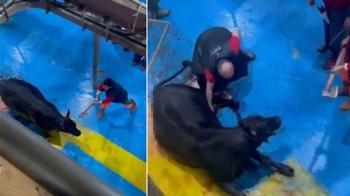 Amasya'da skandal görüntüler! Büyükbaş hayvanın başına baltayla defalarca vurdular