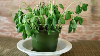 Yan yana eken yandı, mahsulü sıfırlıyor! Naneleri ayırın, bahçeyi çoşturuyor