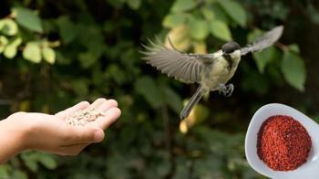 Bahçedeki kuş yemine börtü böcek siperi! Acı biber serpin, tadını alamıyorlar