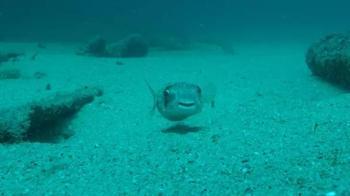 İstila ediyor, sığ sularda yüzüyorlar! Yüzen insanlara saldırıyorlar mı?
