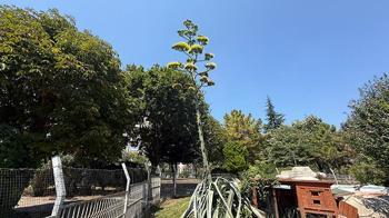 Beylikdüzü'nde görenler şaşkın: Bu sitede oturanlar çok şanslı