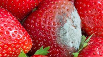 Çileği çürümeden taptaze tutan yöntem! Bunları hataları yapmaktan vazgeçin