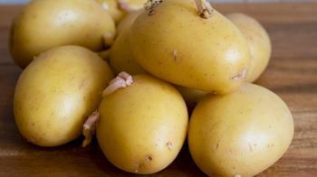 Patates yeşermesi ve filizlenmesine son veriyor! 2 adet bu meyveyi koyun