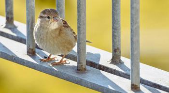 Rusya’da serçelerin sayımı başladı: Neden azaldıkları araştırılıyor