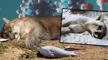 Kuş gribi kâbusu: Dağ aslanını öldürdü, sıra insanda mı? 'Ajan gibi hücreye sızıyor'