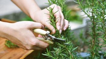 Şipşak ve pratik: Taze otları yapraklarına zarar vermeden ayırın