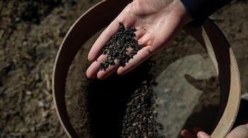 Van'da 5 bin yıllık arpa taneleri bulundu