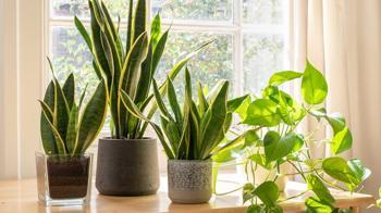 Bu bitkileri evinizde mutlaka bulundurun! Küf oluşumunu engelliyor, havayı temizliyor