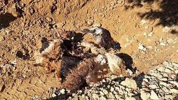 Batman Sason'da ağılda katliam! Kurtlar girdi