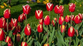 Bahçede lale devri yaşatmak isteyen şimdiden eksin! Kimsenin bilmediği detay