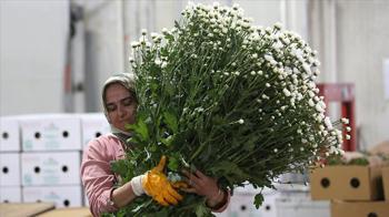 Çiçek sektörü ihracatta rekora koşuyor