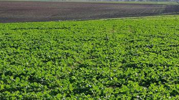 Son dönemdeki yağışlar kanola üreticisini sevindirdi
