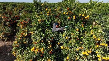 Mandalina dalında kaldı: Kilosu 3 liraya kadar geriledi