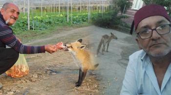 Küs kardeşlerin sıra dışı tilki rekabeti! Biri mangal partisi yaptı, diğeri pasta: 'Konuşmasak da kardeş atılmaz'