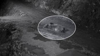 Mahalleliyi canından bezdiren ayı! Eve girip karnını doyurdu, kapıda yatarken ev sahibine yakalandı